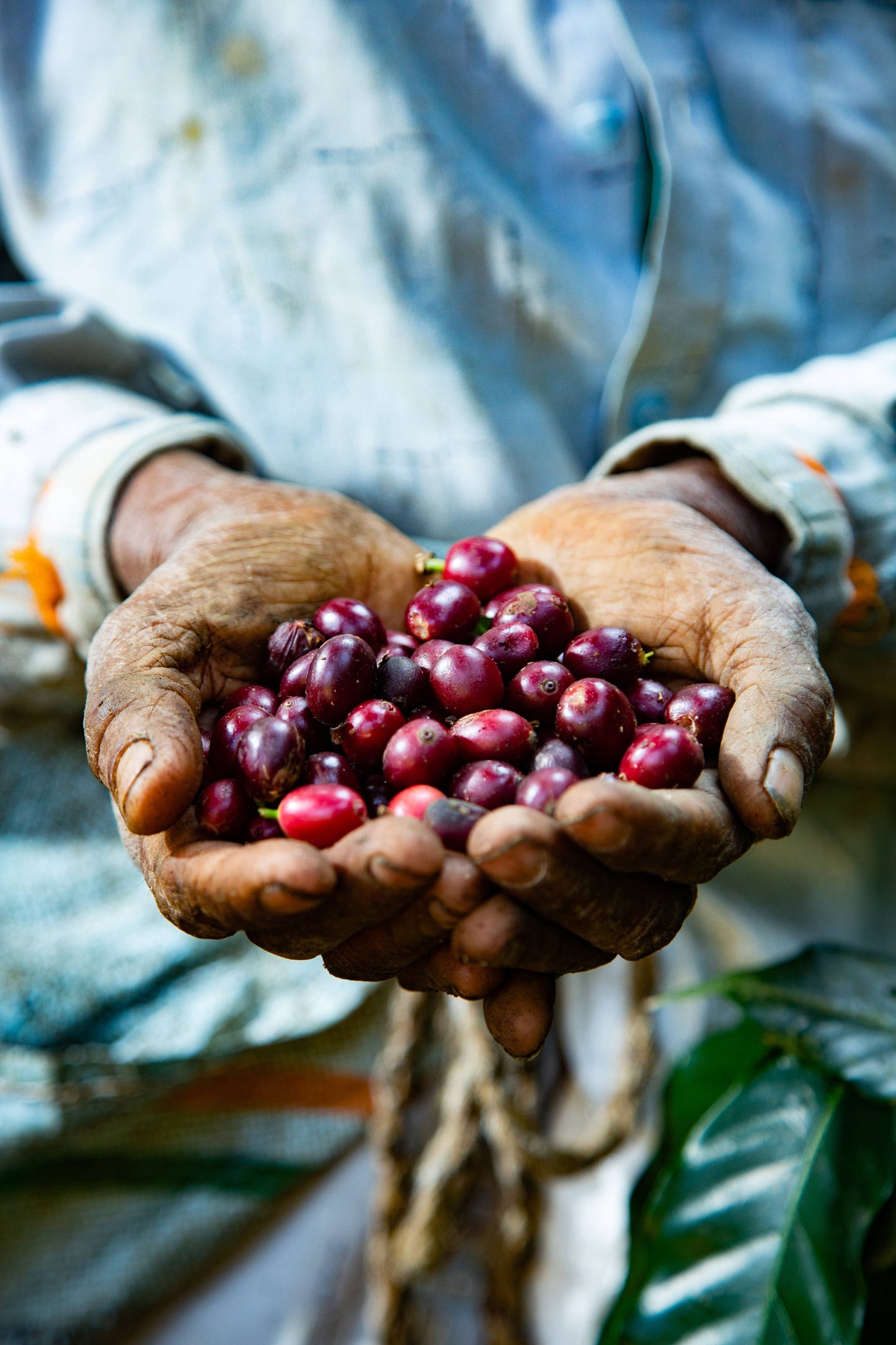 Monkey Business Coffee